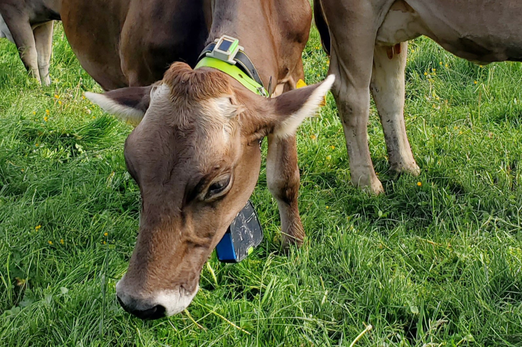 Versuchsstation Alp- und Berglandwirtschaft