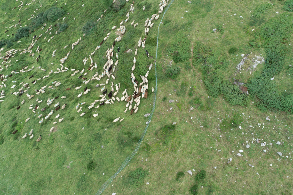 Einsatz von Drohnen auf der Alp