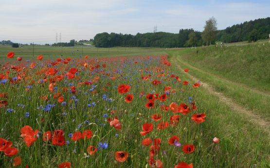 buntbrache