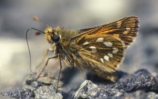 3_Bild__Wissensgrundlagen__Hesperia_comma_20034521