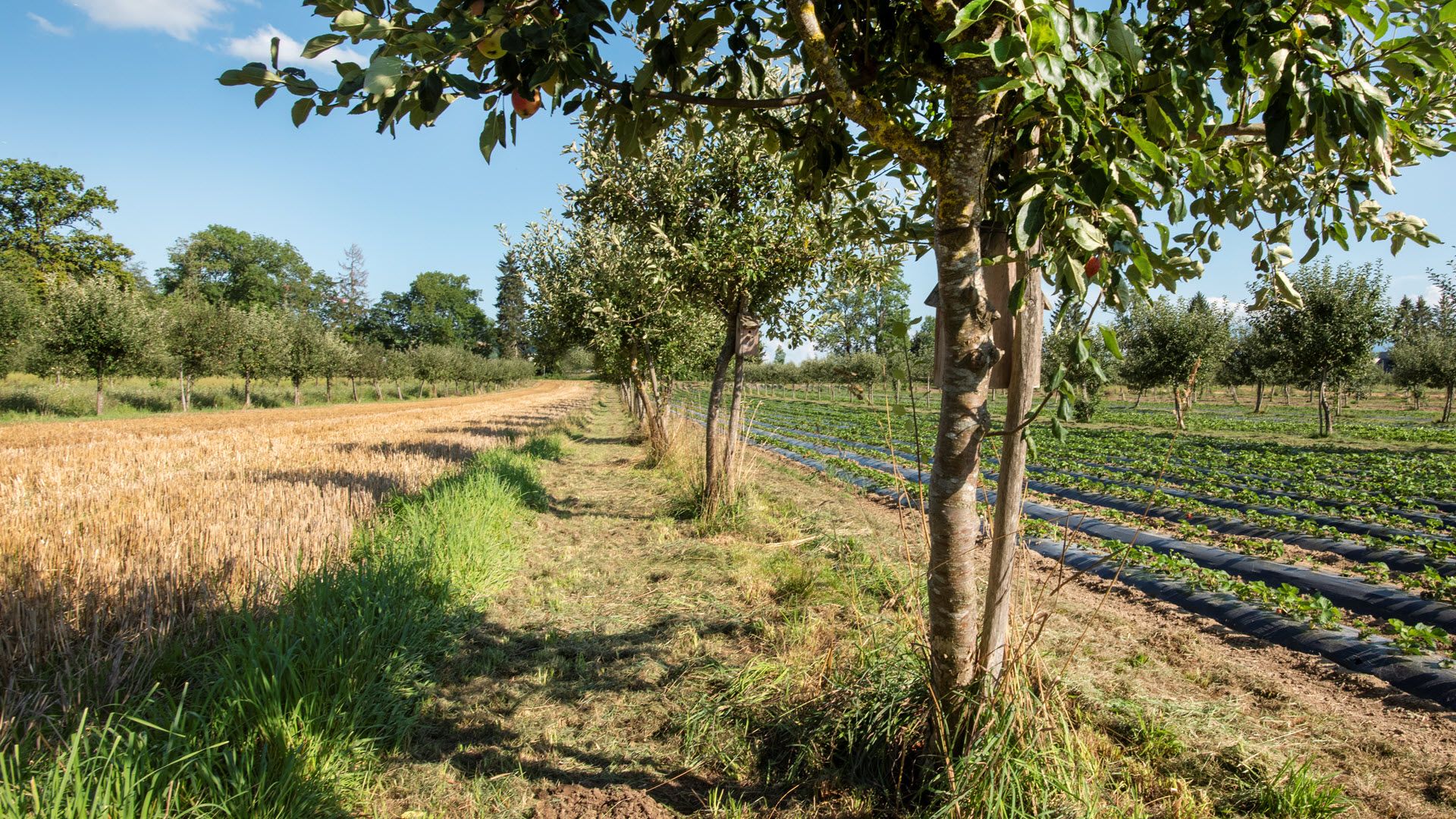 Agroforst, Agroforstwirtschaft, Sursee