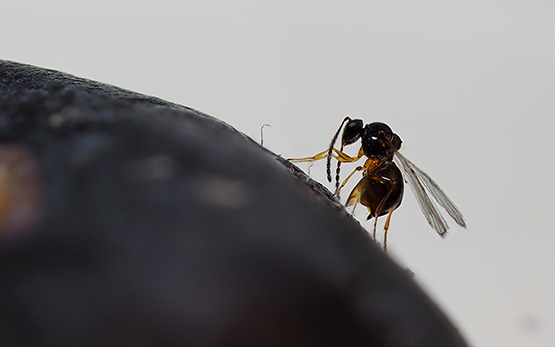 Un antagoniste exotique de la drosophile du cerisier s'avère prometteur