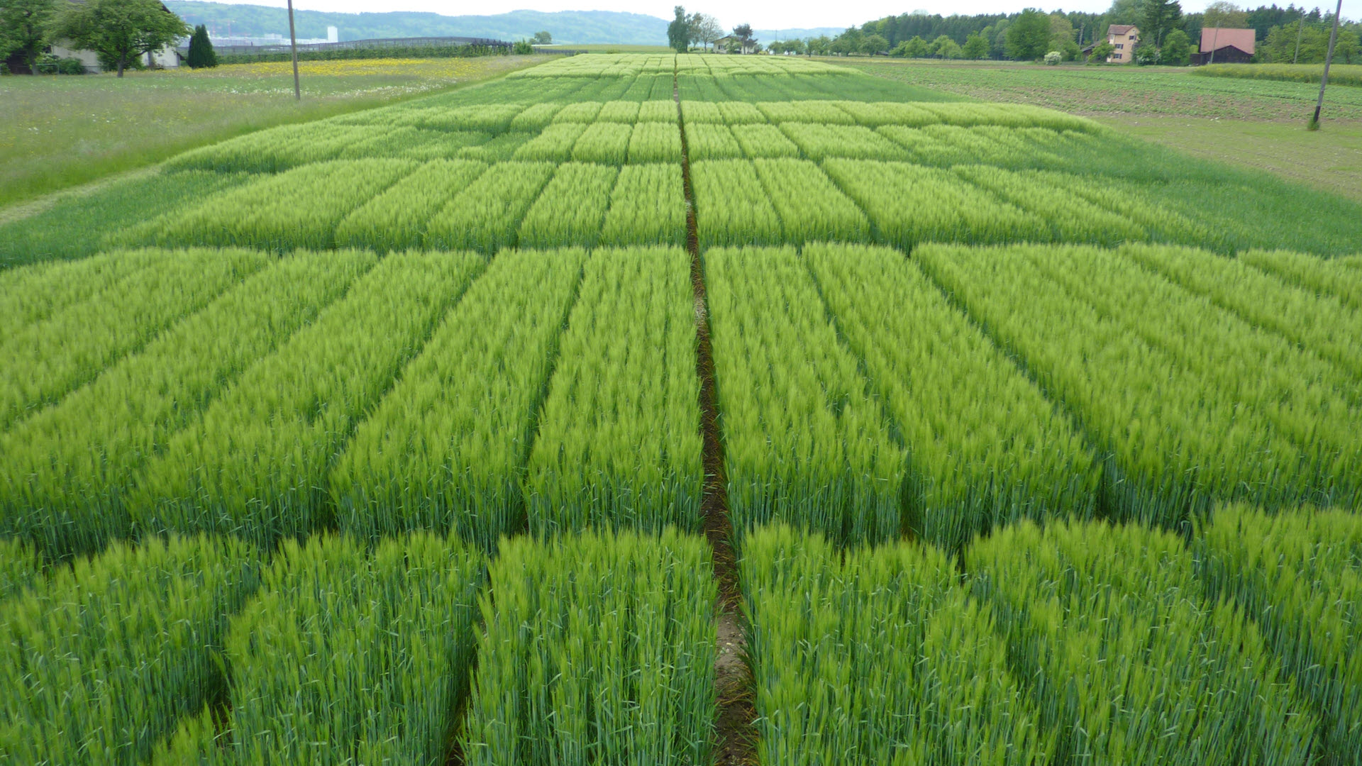 Soil Testing and Yield Calibration for Switzerland (STYCS), Langzeitversuch, Langzeit Feldversuch, Versuch