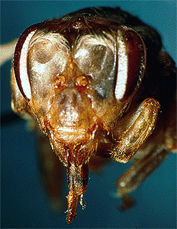 Intossicazione da Insegar: falcette negli occhi dell'ape