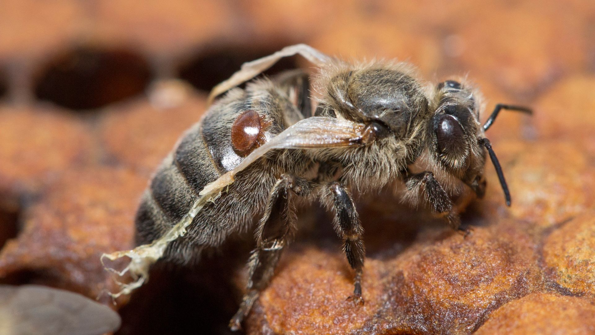 Varroa, Biene