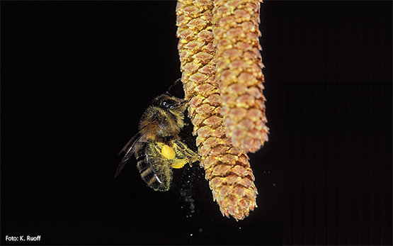 Biene sammelt Pollen an Hasel