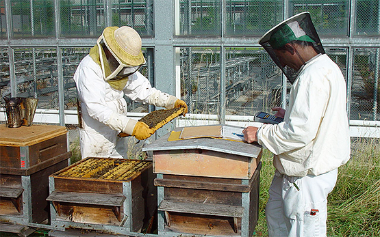 Schätzen der Bienen