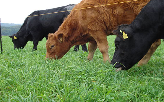 Posieux engraissement des bovins 