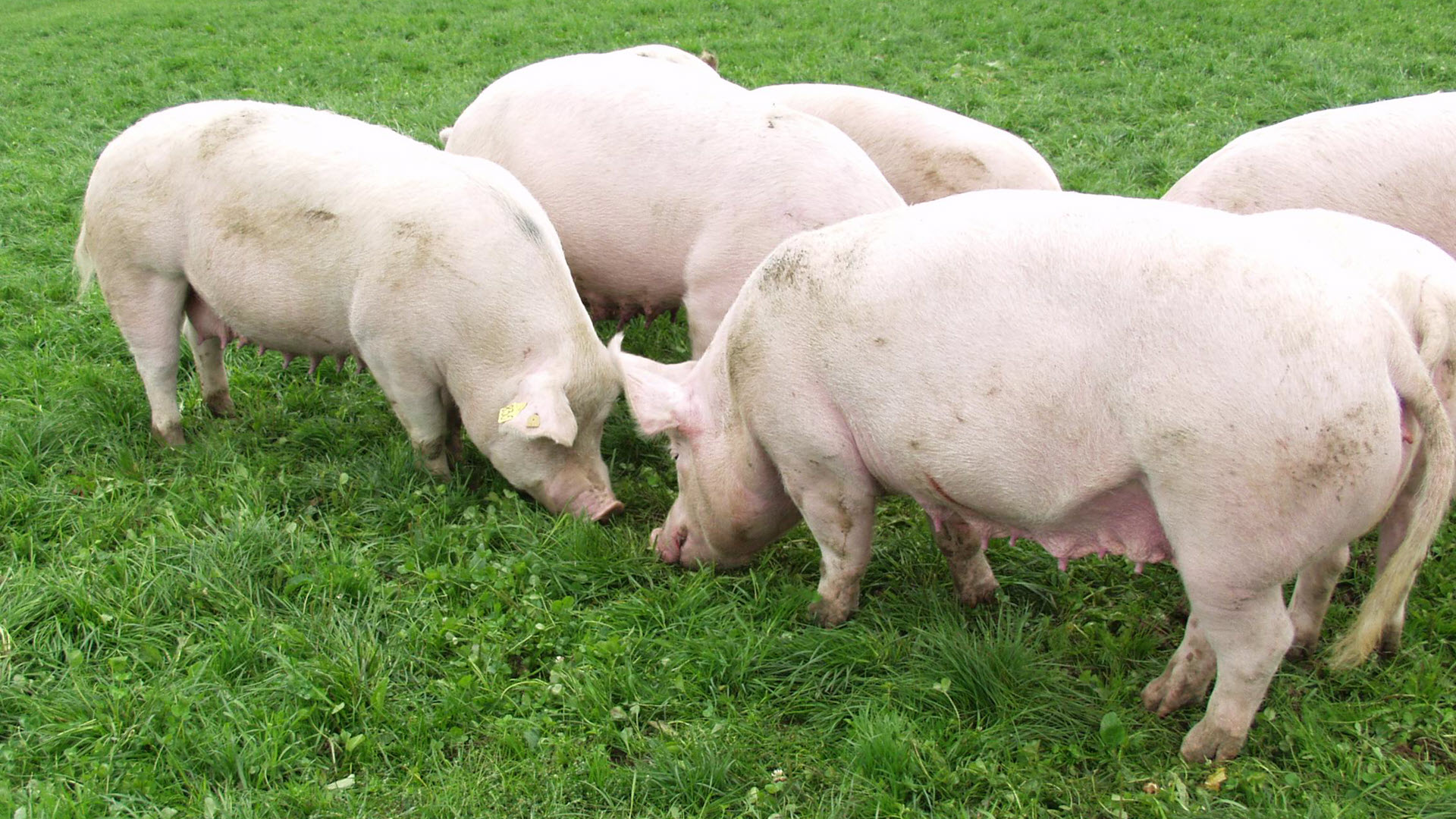 Schwein auf Wiese