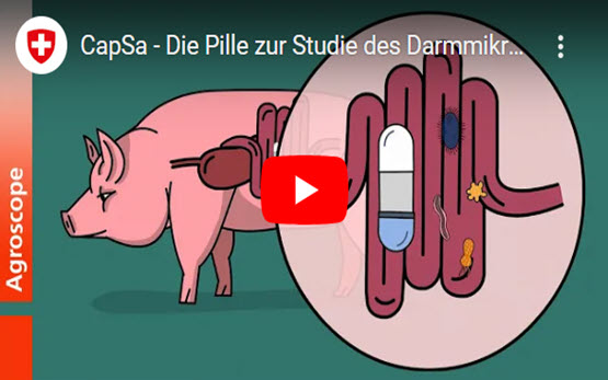 CapSa-Schweine