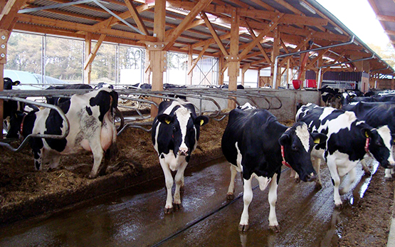 Projekt verfahrenstechnische Grundlagen zur Systembewertung Stall Kühe