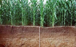 Fonti e pozzi di CO2 in suolo agricolo – processi, identificazione, quantificazione, mitigazione
