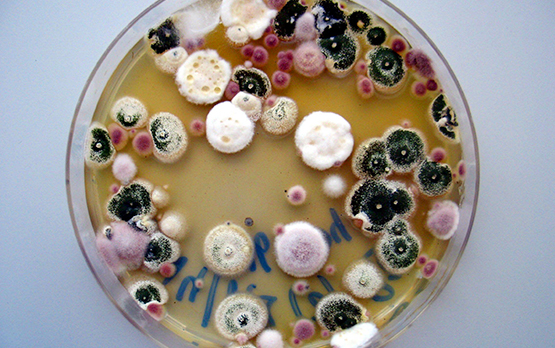 Ecologia microbica molecolare nei sistemi agricoli