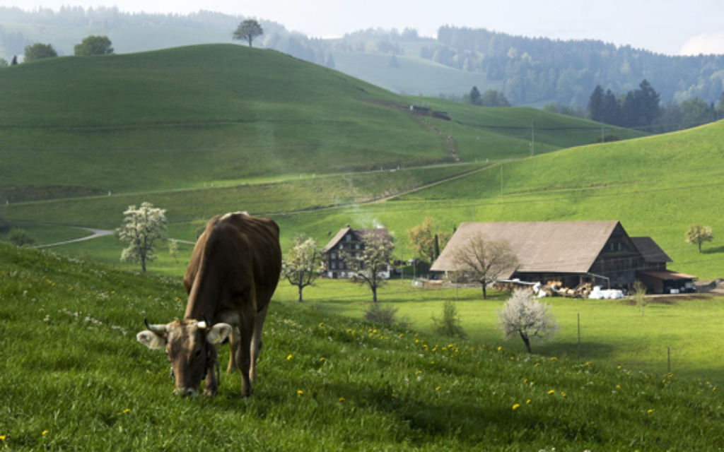 Kuh vor Bauernhof