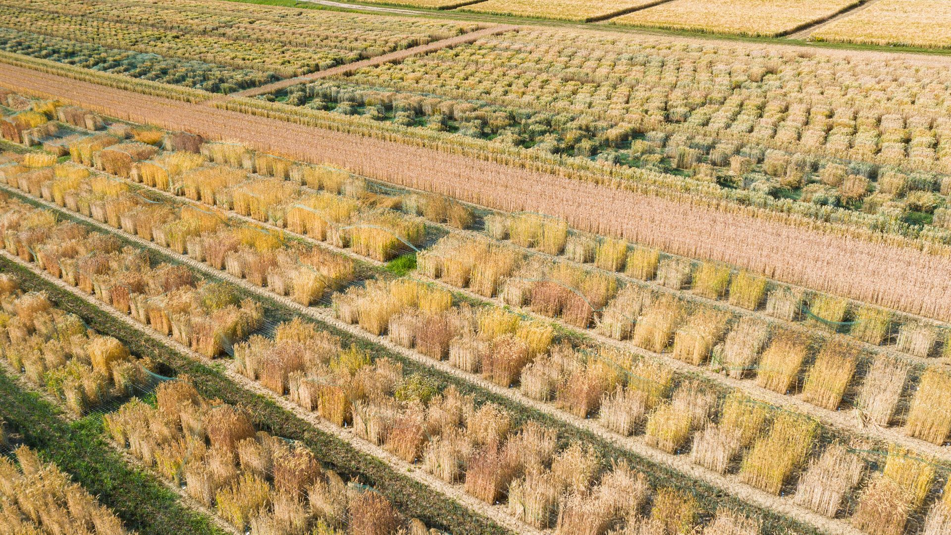blé, Weizen, Sortenzüchtung, Changins, Ackerbau