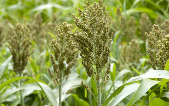 Sorghum (Sorghum bicolor (L.) Moench)