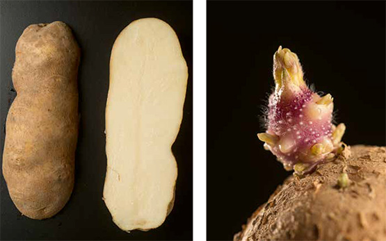 Ivory-Russet