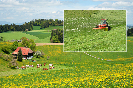 Futterbau Kuehe Weide Maeher