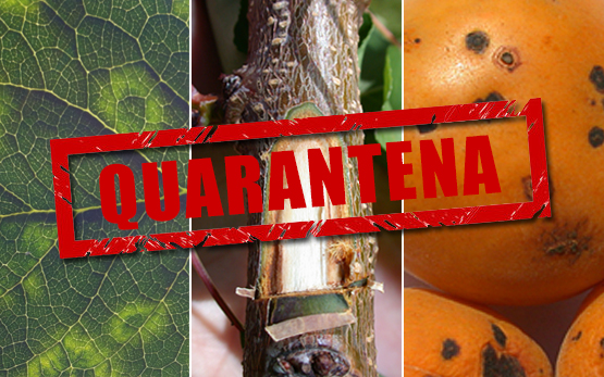 Obstbau Quarantaeneorganismen