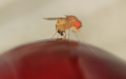 Drosophila suzukii