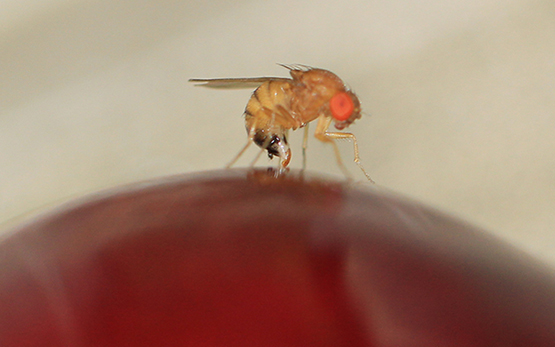 Drosophila suzukii