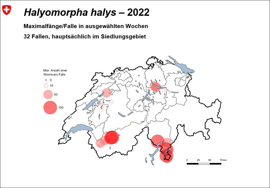 Halyomorpha halys - 2022