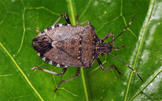 Adulture Marmorierte Baumwanze (Halyomorpha halys)