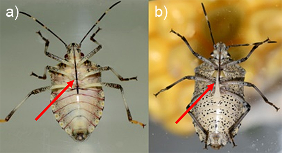 a) Face ventrale de la punaise marbrée b) Face ventrale de la punaise grise ou punaise nébuleuse (photos : T. Haye, CABI).