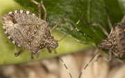 Haylomorpha halys