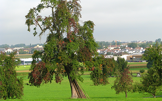 Quarantaeneorganismen Obstbauphytoplasmen