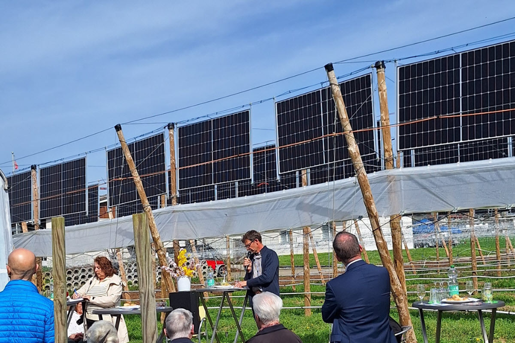 Agri-PV im Himbeerfeld