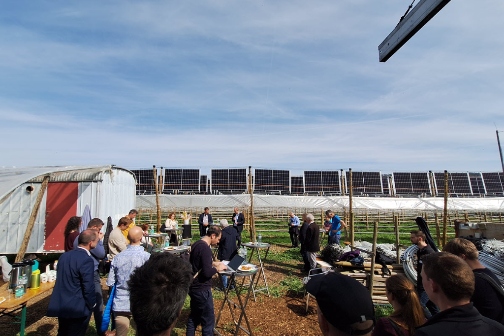 Agri-PV im Himbeerfeld