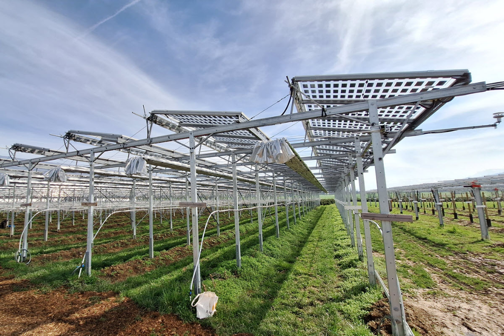 Agri-PV im Himbeerfeld